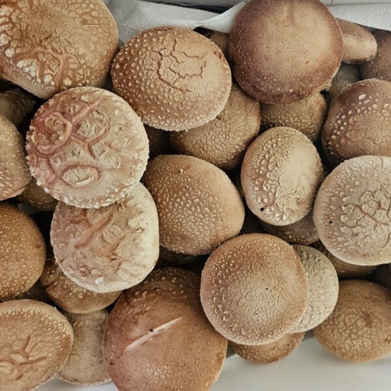 양양표고 고노골표고농장