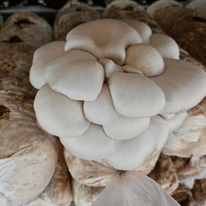 양양고노골고기느타리