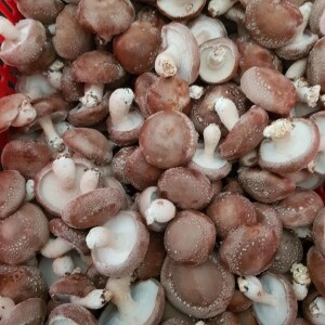 양양고노골표고농장 친환경 쫄깃 생표고버섯1kg 상품