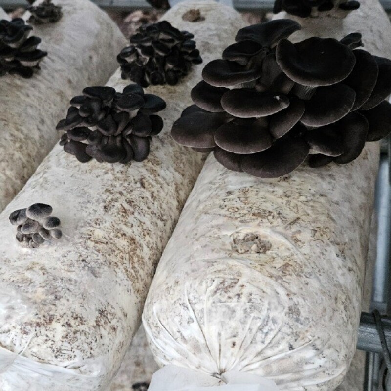 양양표고 고노골표고농장